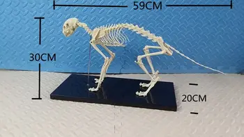kačių skeleto modelis Augintiniai Skeleto Kaulų mokymo demonstravimo modelis katė anatomijos modelis