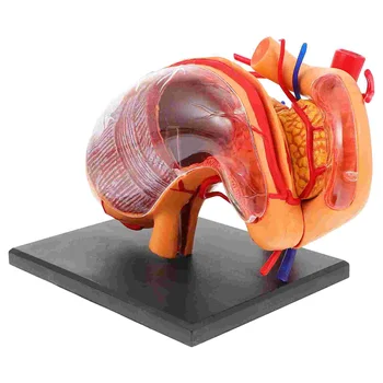 1pc Skrandžio Anatomijos Modelis Medicinos Anatomijos Demonstravimo Modelį Mokykla